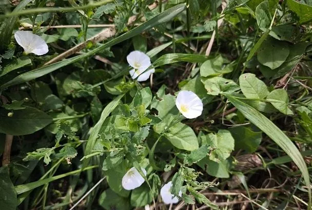 Как победить вьюнок-березку: наберите химии или наберитесь терпения 