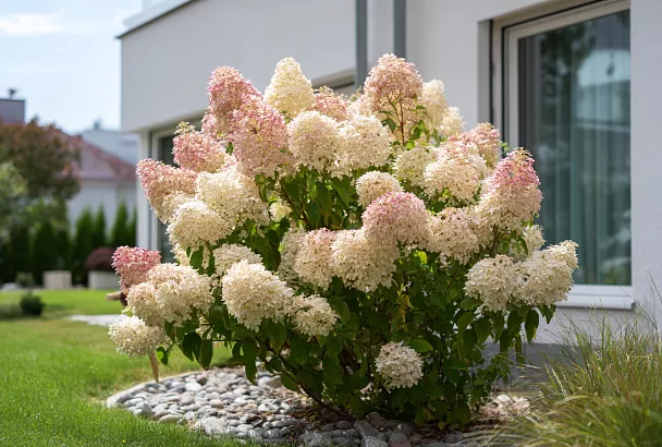 Цветы, которые цветут десятилетиями без пересадки: рекордсмены сада