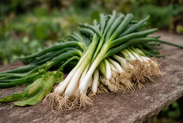 Как вырастить весенний лук (салатный) из семян - без стрелок и с отличным урожаем