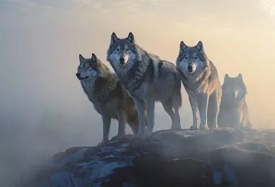 В Финляндии ищут в РФ причины нашествия волков