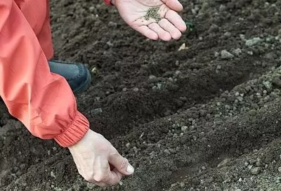 Интрига июля: 7 лучших дней для посадки по лунному календарю — рекордный урожай