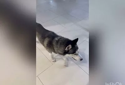 Брошенный «домашний волк»: почему кубанцы выбрасывают хаски