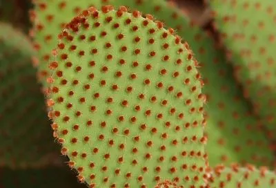 Внесла эти добавки в почву и старый кактус вдруг зацвел! Как «уговорить» капризное растение порадовать вас пышным цветением