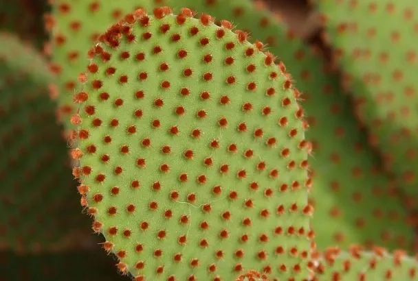 Внесла эти добавки в почву и старый кактус вдруг зацвел! Как «уговорить» капризное растение порадовать вас пышным цветением