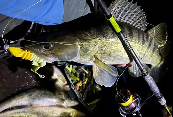 Ночной судак кидается на этот виброхвост: рыбак раскрыл секрет весенних трофеев 