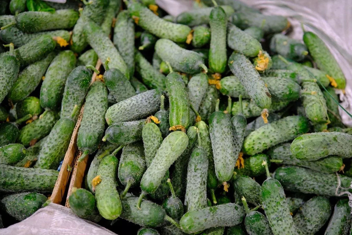 Около 270 млн рублей направят на поддержку овощеводства в Краснодарском крае  