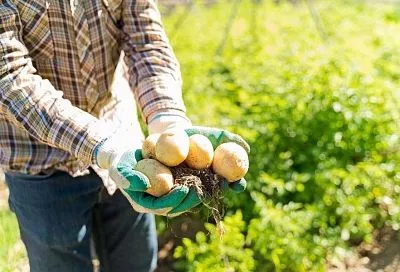 Старинный способ выращивания картофеля для раннего и богатого урожая