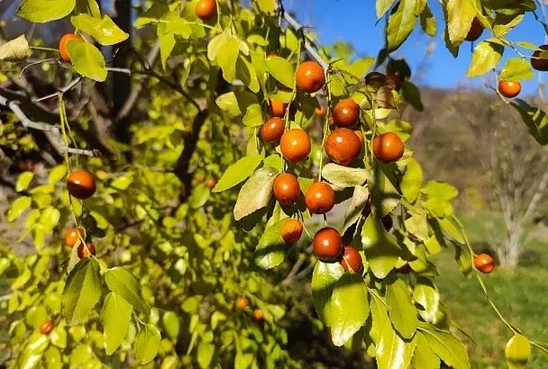Посадите китайский финик унаби: много не требует, но дает массу пользы