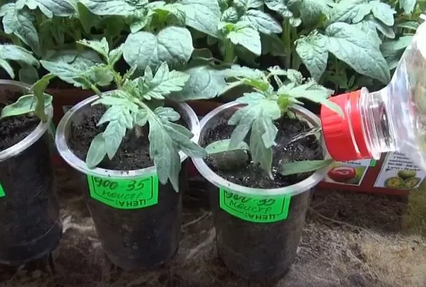 Полив с подкормкой: секрет Галины Кизимы для суперрассады томатов + чек-лист от ошибок