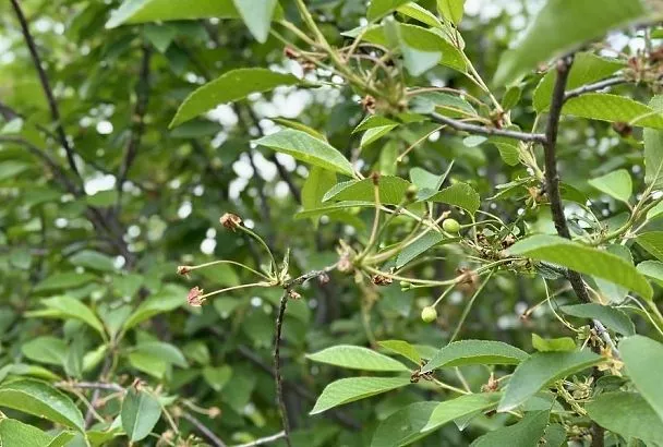 Поросль у вишни: если больше нет сил с ней бороться, просто начни правильно копать 