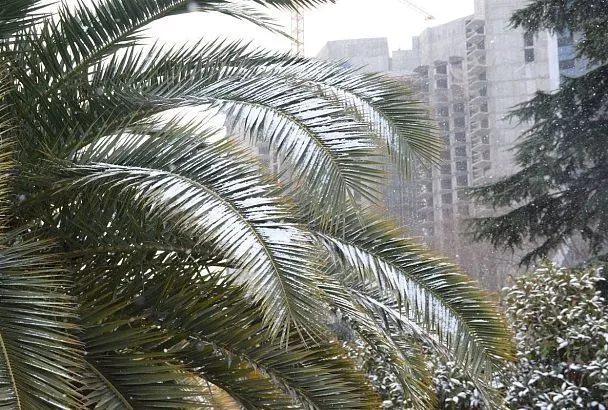 Усиление ветра, шторм и гололедица прогнозируются в Сочи