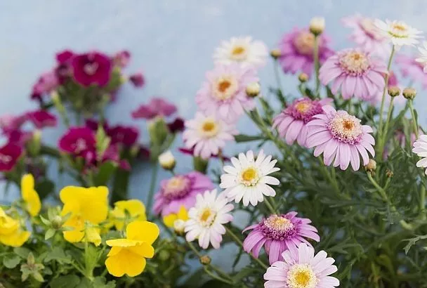  Выбрали лучшие низкорослые цветы для клумбы: ТОП-5 сортов, цветущих всё лето