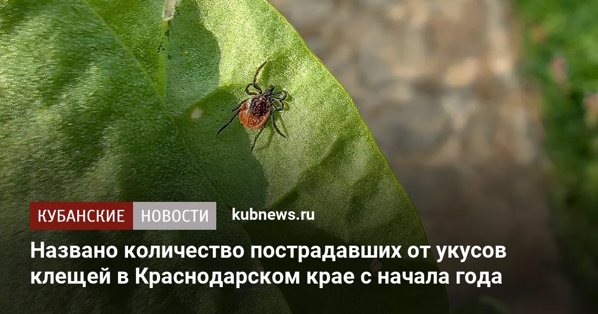 Названо количество пострадавших от укусов клещей в Краснодарском крае с начала года