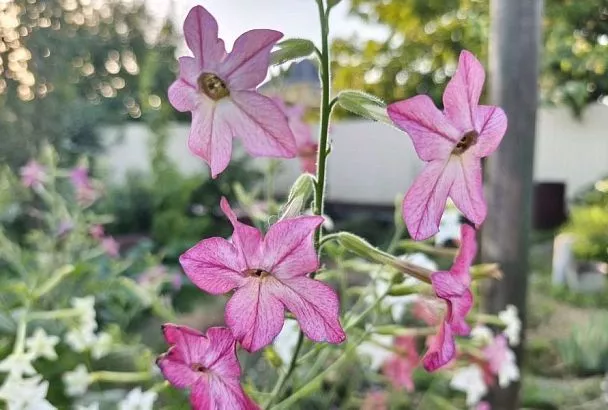 Загадка ночного сада: топ-3 цветов, которые после заката наполнят ваш участок запахом дорогого парфюма  