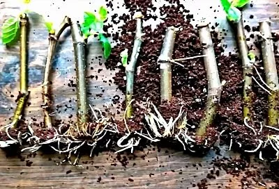 Размножение комнатных растений черенками: пошаговая инструкция для новичков