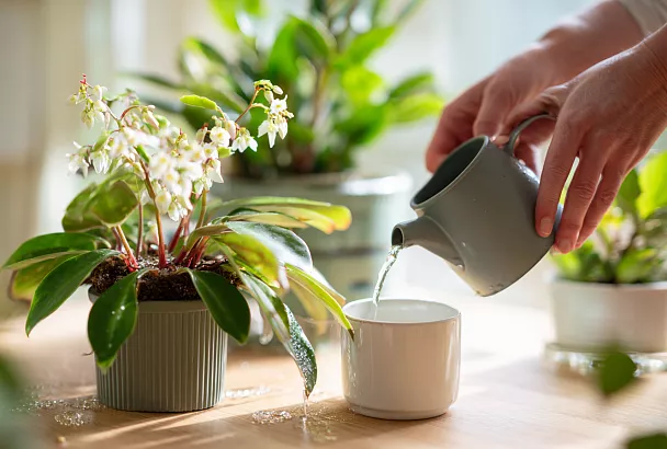 Рисовая подкормка творит чудеса: ложка настоя — и цветы расцветают 