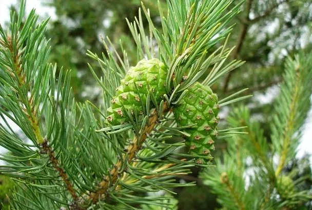 Весенний авитаминоз «лечу» настойкой из еловых иголок: помогает лучше, чем аптечные витаминки