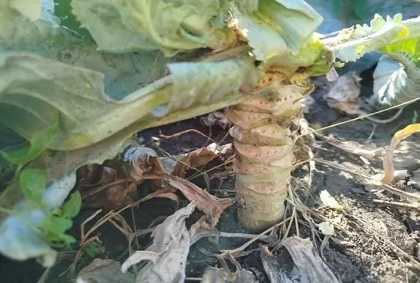 Сосед оставляет на зиму в земле корни капусты: в результате этой хитрости на следующий год у него на грядках идеальная почва