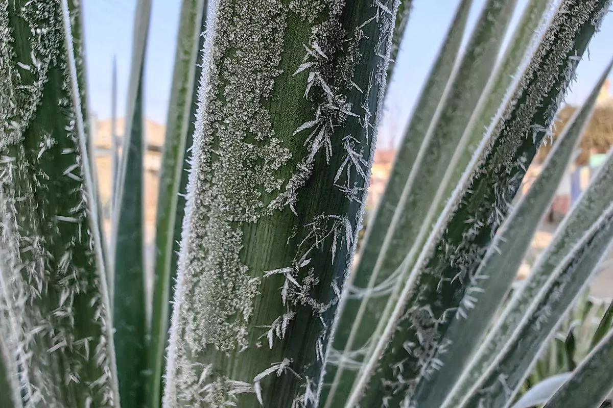 Предупреждение по ночным заморозкам снова продлили в Краснодарском крае