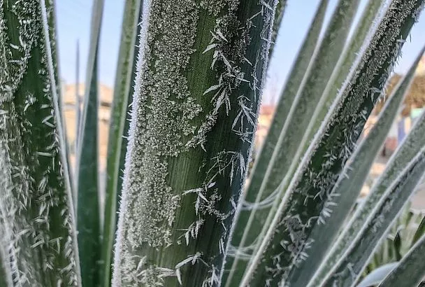 Предупреждение по ночным заморозкам снова продлили в Краснодарском крае