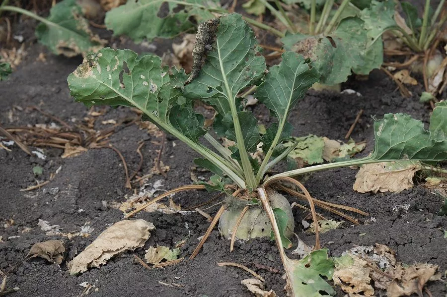 Опасное «украшение»: что такое церкоспороз свеклы и что с ним делать