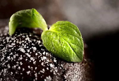 Учёные раскрыли ключевую роль утечек азотных удобрений в цветении озёр и рек