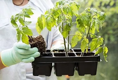 Узнал, зачем умные дачники собирают пух-перо, и делаю также: бросил в лунку – и рассада прет, как сумасшедшая