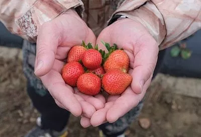 Клубника на подоконнике: ем свои свежие ягоды круглый год и угощаю соседей