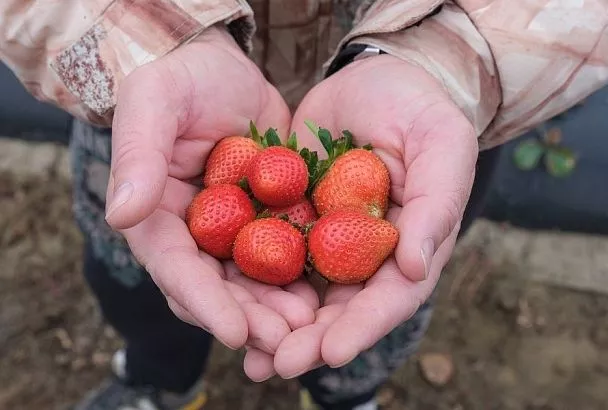 Клубника на подоконнике: ем свои свежие ягоды круглый год и угощаю соседей