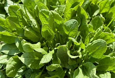 Сей, не ленись: главный секрет зеленого и свежего щавеля