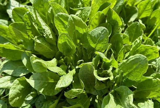 Сей, не ленись: главный секрет зеленого и свежего щавеля