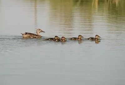В Краснодарском крае завершился сезон охоты на дичь