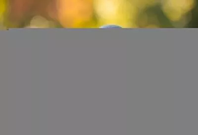 Покормил голубей у подъезда - заплатил штраф: как пернатые могут проделать дыру в бюджете