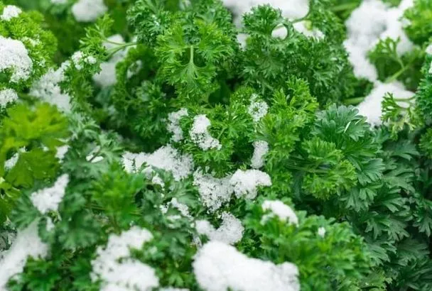 Оставляю петрушку зимовать на грядке —  и своя ароматная зелень раньше всех 