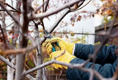 Обрезка деревьев по методу Мичурина: весной сад пробуждается с новой силой