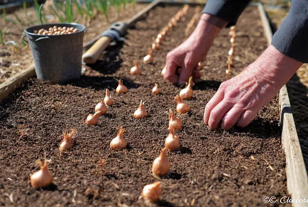 Как вырастить большой и вкусный лук: секреты от посева до хранения