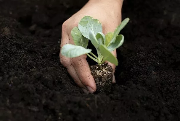 Как правильно пикировать капусту: пошаговая инструкция для здоровой рассады