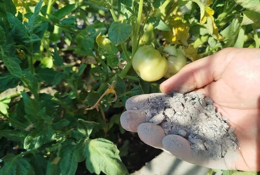 Не время для химии: избавляемся от вершинной гнили экологичными способами
