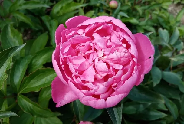 Пышное цветение пионов: как раскрыть их королевский букет