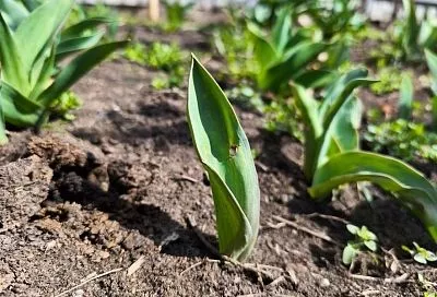 Тюльпан выгнал только 1 лист: что пошло не так и будет ли цветок 