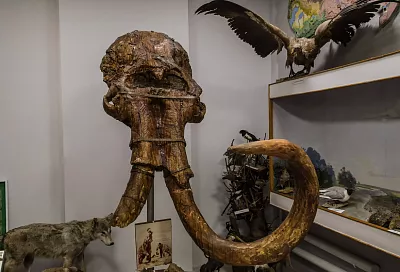 На поиски динозавра: топ мест на Кубани для палеонтологического туризма 