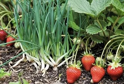 Почему лук стоит сажать вместе с клубникой: польза, секреты и правильный уход