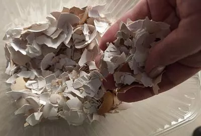 Скорлупа от яиц для огорода: каким растениям принесет пользу, а каким навредит такое удобрение