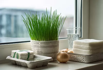 Зелёный лук зимой без земли: простой способ на подоконнике