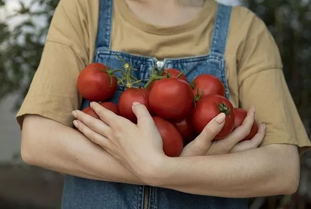 Спасите урожай от +48: эти 10 сортов томатов выжили даже без полива на Кубани — а урожай в 2 раза больше! Эксклюзив с полей 