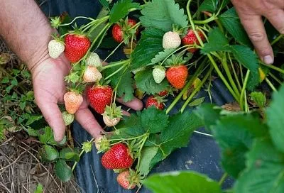 Сосед запретил мне сажать рядом с клубникой эти растения − и дело пошло: теперь собираю урожай ведрами