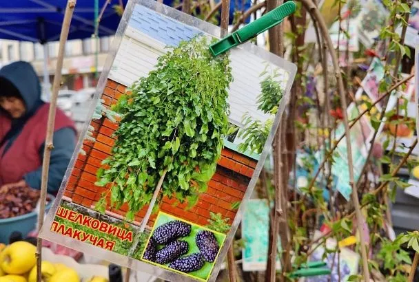 Не шелковица плакучая, а дерево-мечта: посадил 1 раз её черенок так — и на 200 лет