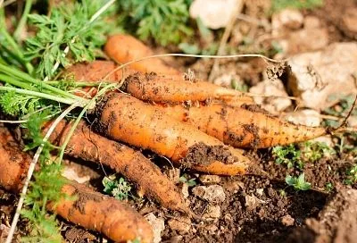 Как вырастить ровную и вкусную морковь - в чем причина и как этого избежать 
