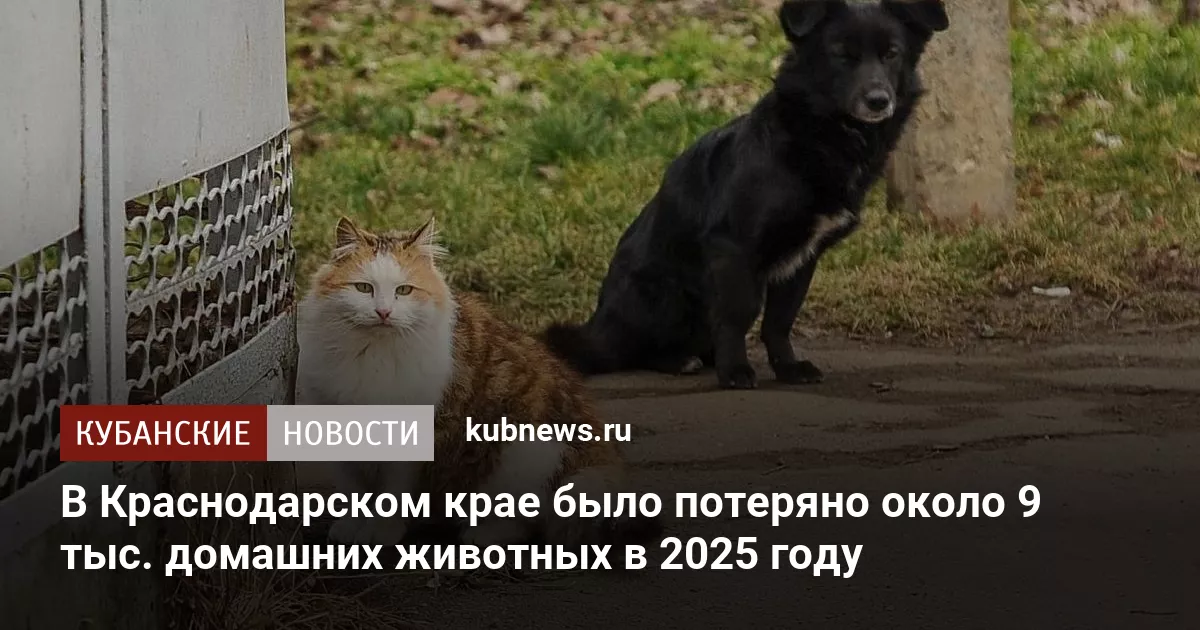 В Краснодарском крае было потеряно около 9 тыс. домашних животных в 2025 году