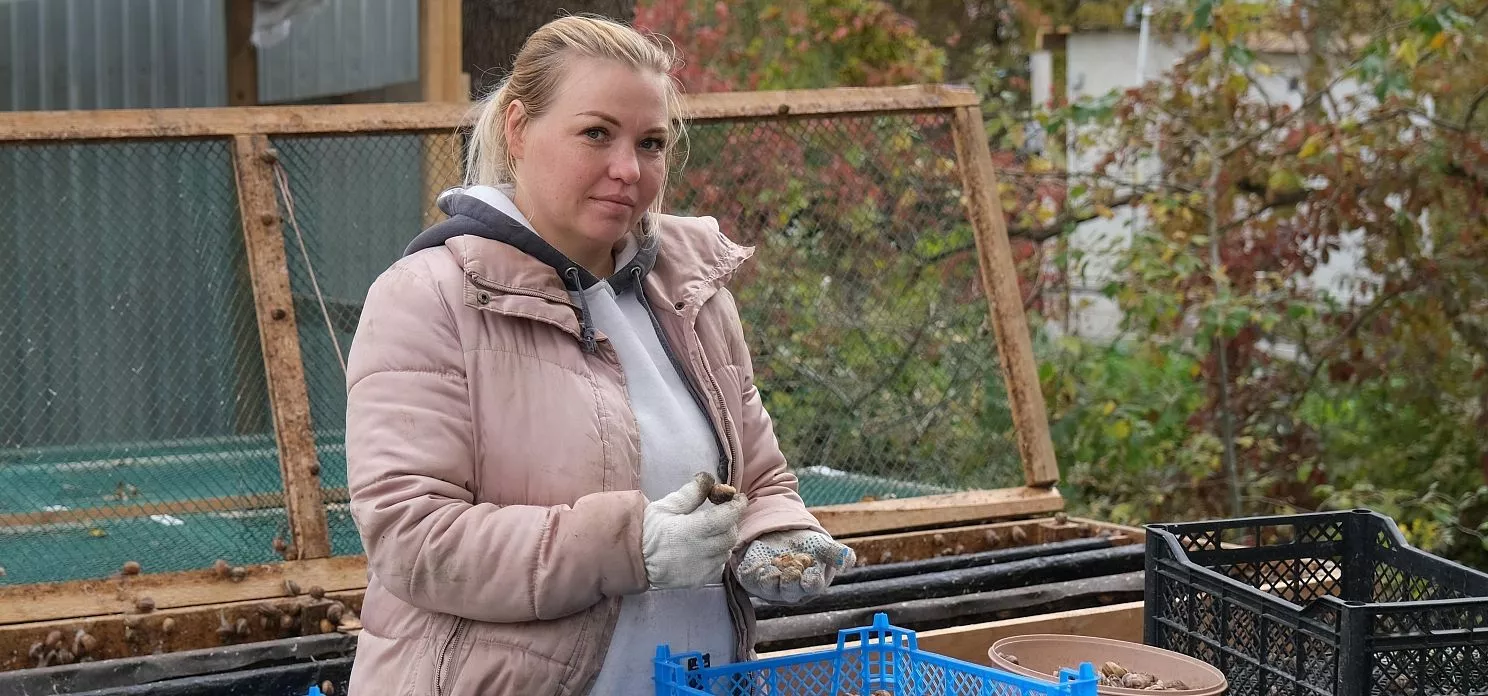 Собранные улитки перебираются вручную